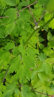 Colombine
