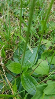Plantain