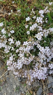 Gypsophile