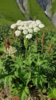 Heracleum