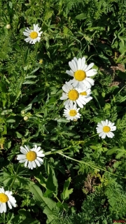 Marguerite