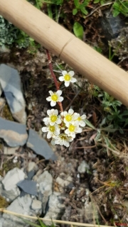 Saxifrage