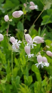 Silene-vulgaris