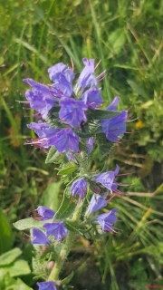 Viperine