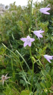 Campanule