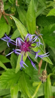 Centauree-ou-bleuet-des-montagnes
