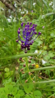 Muscari-a-toupet