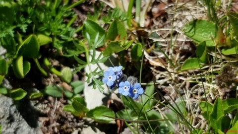 Myosotis-alpestre