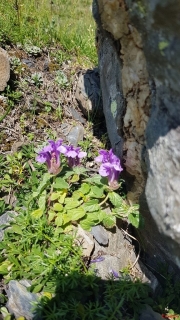 Scutellaire-des-Alpes