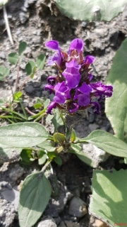 Scutellaire-des-alpes