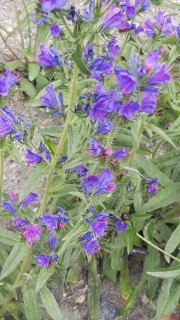 Viperine