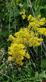 Caille-lait-jaune