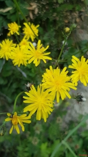 Crepis-des-pres