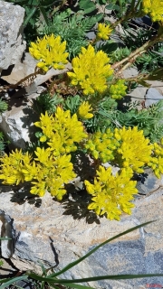 Orpin-des-rochers