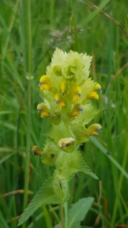 Rhinanthe