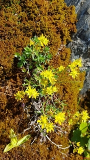 Saxifrage-jaune