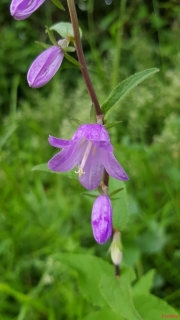 Campanule