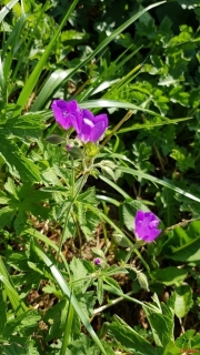 Geranium