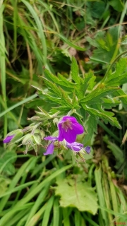 Geranium