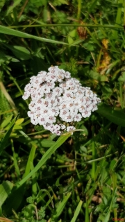 Achillée-millefeuille-ou-noble