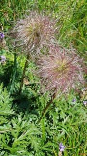Anemone-des-Alpes