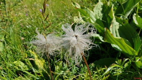 Anemone-des-Alpes