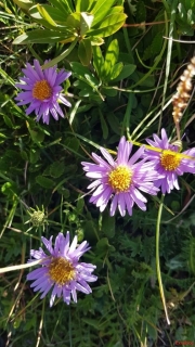 Aster-des-Alpes