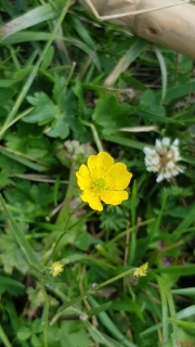 Bouton-dor