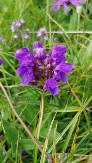 Brunelle-a-grandes-fleurs