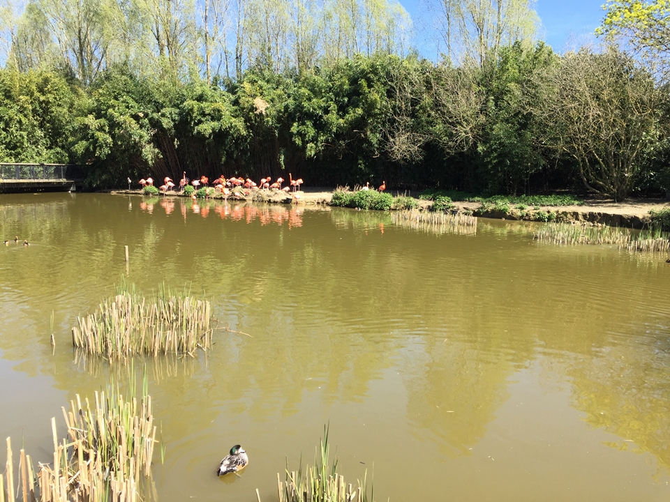Parc des oiseaux -Lot 1 (1)