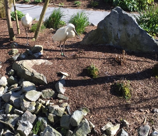 Parc des oiseaux -Lot 1 (121)