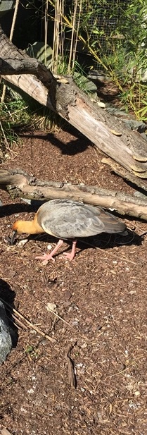 Parc des oiseaux -Lot 1 (126)