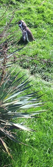 Parc des oiseaux -Lot 1 (17)