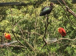 Parc des oiseaux -Lot 1 (18)