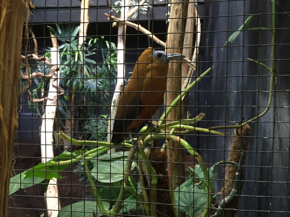 Parc des oiseaux -Lot 1 (19)