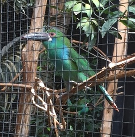 Parc des oiseaux -Lot 1 (20)