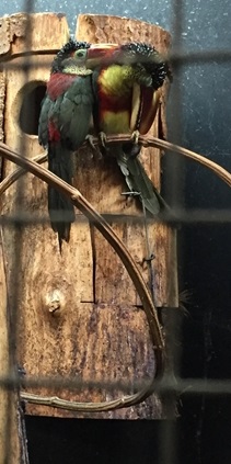 Parc des oiseaux -Lot 1 (27)