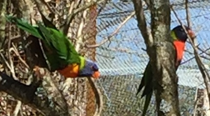 Parc des oiseaux -Lot 1 (30)