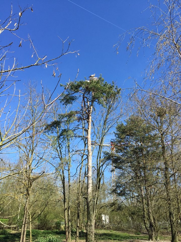 Parc des oiseaux -Lot 1 (33)