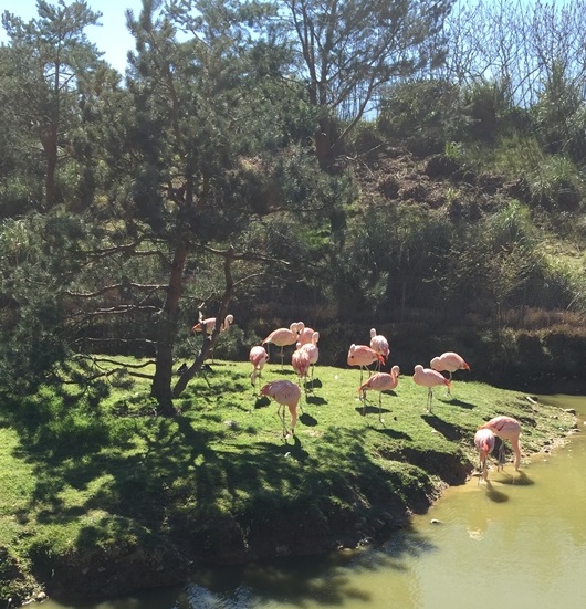 Parc des oiseaux -Lot 1 (34)