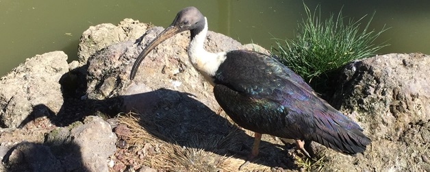Parc des oiseaux -Lot 1 (38)
