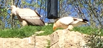 Parc des oiseaux -Lot 1 (40)