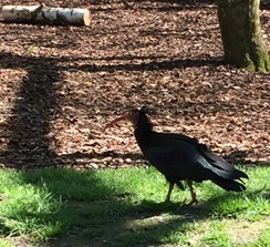 Parc des oiseaux -Lot 1 (48)