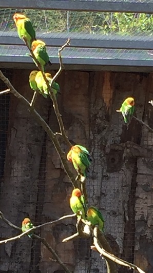Parc des oiseaux -Lot 1 (6)