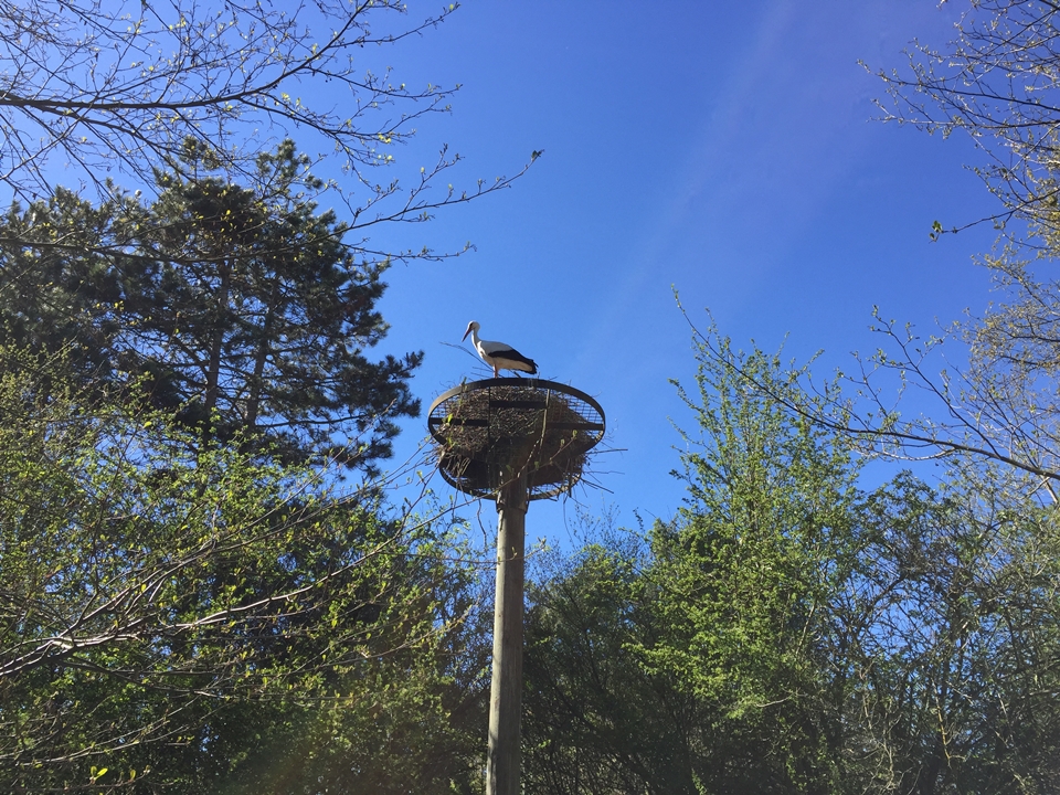 Parc des oiseaux -Lot 1 (84)