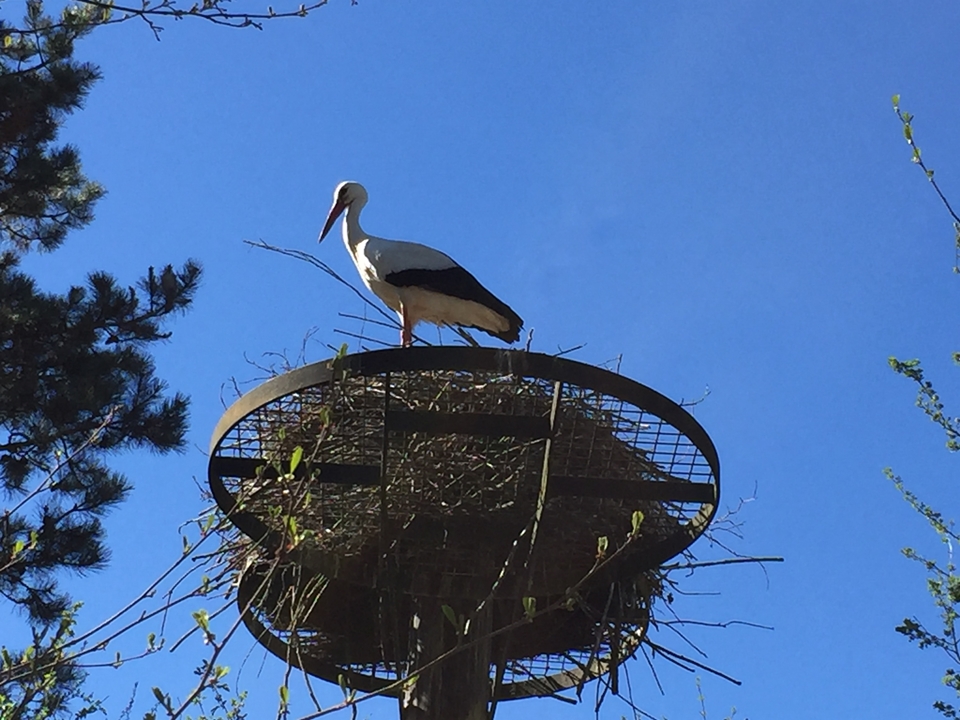 Parc des oiseaux -Lot 1 (85)