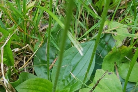 Plantain