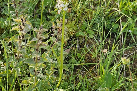 Gymnadénie Odorante