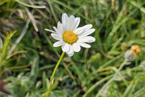 Marguerite des Alpes