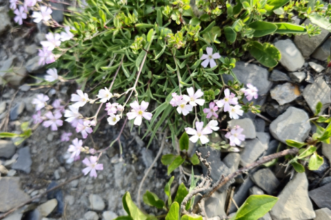 Peut être Gypsophile